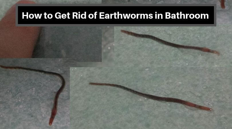 How to get rid of earthworms in bathroom